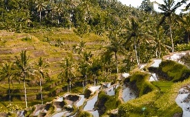 Arysta LifeScience Vietnam Launches KASAITM-S Fungicide