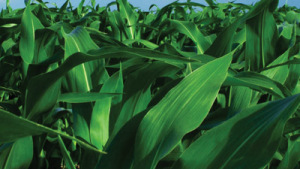 Monsanto, Seneca Foods Enter Tolling Agreement