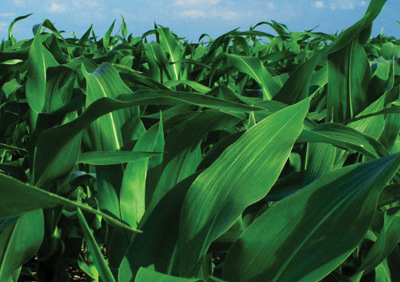 Monsanto y Seneca Foods firman un acuerdo de peaje