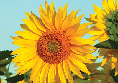 DuPont Gets Registration for Luminesa Seed Treatment