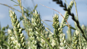 Ukrainian Winter Crop Yields Better Than Expected