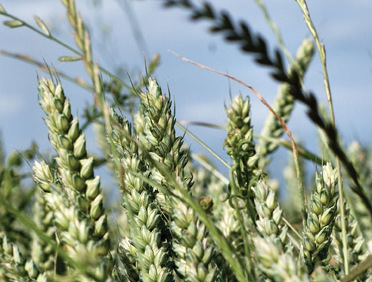 Gene Roundup Ready ausente no trigo transgênico misterioso