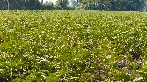 Metalaxyl: A Versatile Fungicide