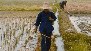 Global Rice Output Rises on Demand in China, India