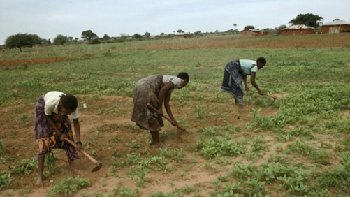 USAID Mobile Phone Partnership to Aid Smallholders in Africa