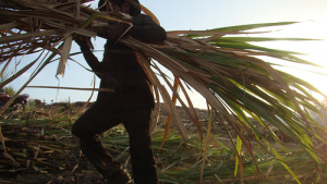 Corteva Agriscience, Stoller Enter Bionematicide Deal in Brazil