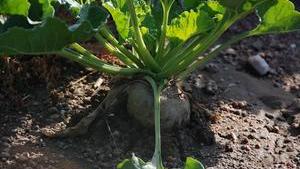 Developing Economies: New Face of the Biotech Boom