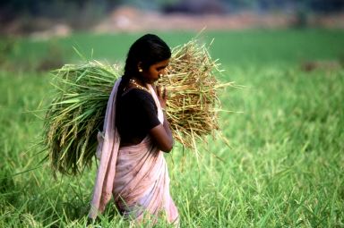 Food Production Prioritized in India