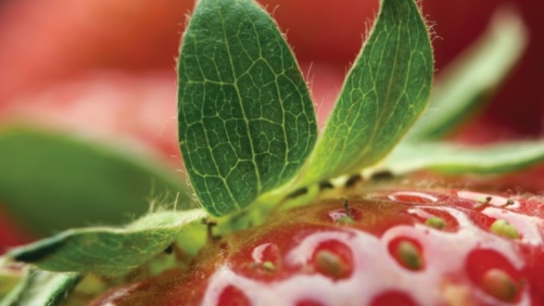 Crop Protection: Beyond 2012