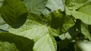 Syngenta Completes S-Metolachlor Herbicide Expansion