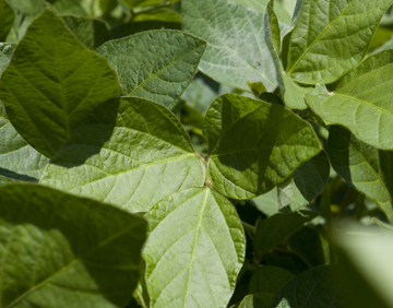 Syngenta Completes S-Metolachlor Herbicide Expansion