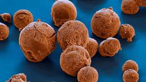 BASF to Boost Capacity for Fungicides in Germany, U.S.