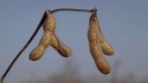 Brazil Currency Volatility Hits Syngenta Sales