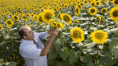 Brazil’s Pest Pressures Lift Syngenta Results