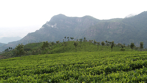 Indian Farm Sector Hit Hard by GST