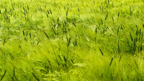 Arysta LifeScience Expands Portfolio in Ukraine