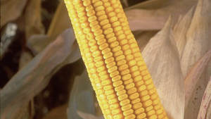 China Clears Monsanto Soybeans, Drought Tolerance Trait