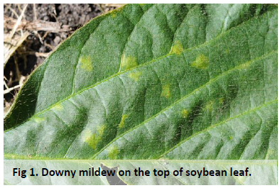 Arysta, Cheminova to Sell New Fungicide