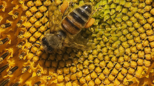 Uncertainty Hinders European Report on Neonicotinoid Risk to Bees