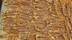 Jilin to Set Pesticide Registration System for Ginseng