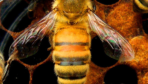 EPA Registers New ‘Bee-Safe’ Insecticide, Flupyradifurone