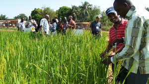 Sub-Saharan Africa Rice Yields Jump 30% Post-Rice Crisis
