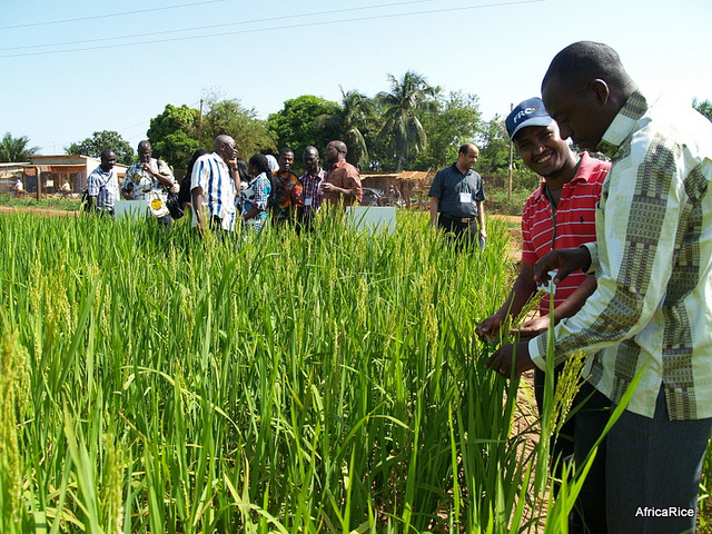 African People Rice Sub-Saharan Africa Rice Yields Jump 30% Post-Rice Crisis - AgriBusiness ...