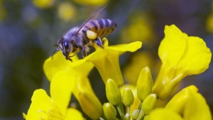 EU Neonicotinoid Ban Removes Vital Tools in Global Fight Against Pests
