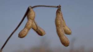 Monsanto Reports Profits of $1.67 Billion