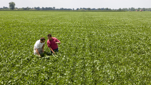 Dow AgroSciences avanza en un nuevo rasgo de soja resistente a insectos
