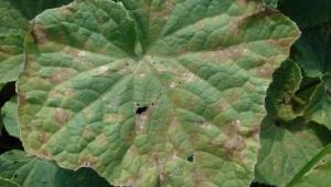 Arysta LifeScience India Links with Syngenta to Market Fungicide