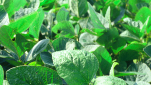 Monsanto Profit Climbs on Glyphosate Momentum, Soybeans in Latin America