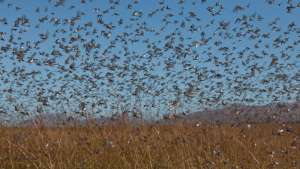 East Africa: Despite Lockdowns, FAO Prioritizes Desert Locust Containment