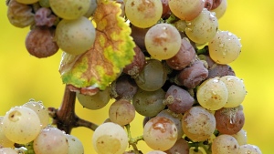 FMC Gets EPA Approval for New Fungicide