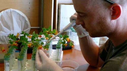 Neonicotinoids Not To Blame? Study Reports Alternative Cause for Bee Colony Collapse Disorder