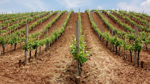 Crop Protection Market Development in Latin America