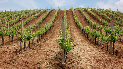 Isagro-Chemtura Joint Venture Sells Fungicide to Belchim