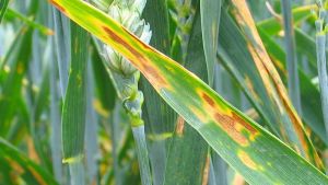 Corteva to Launch New Fungicide, Starting in Asia Pacific