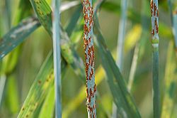 Study: Stem Rust Disease Could Threaten Global Food Supply