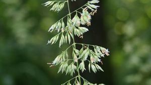 Arysta Launches Everest Herbicide in South Africa