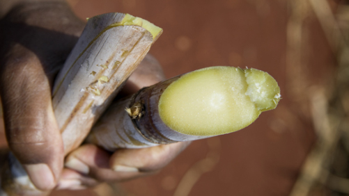 Syngenta to Commercialize Sugarcane Platform in Brazil