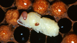 EPA Registers Miticide to Combat Varroa Mites in Bees