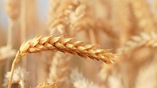 Indigo Ag Announces Series D Funding