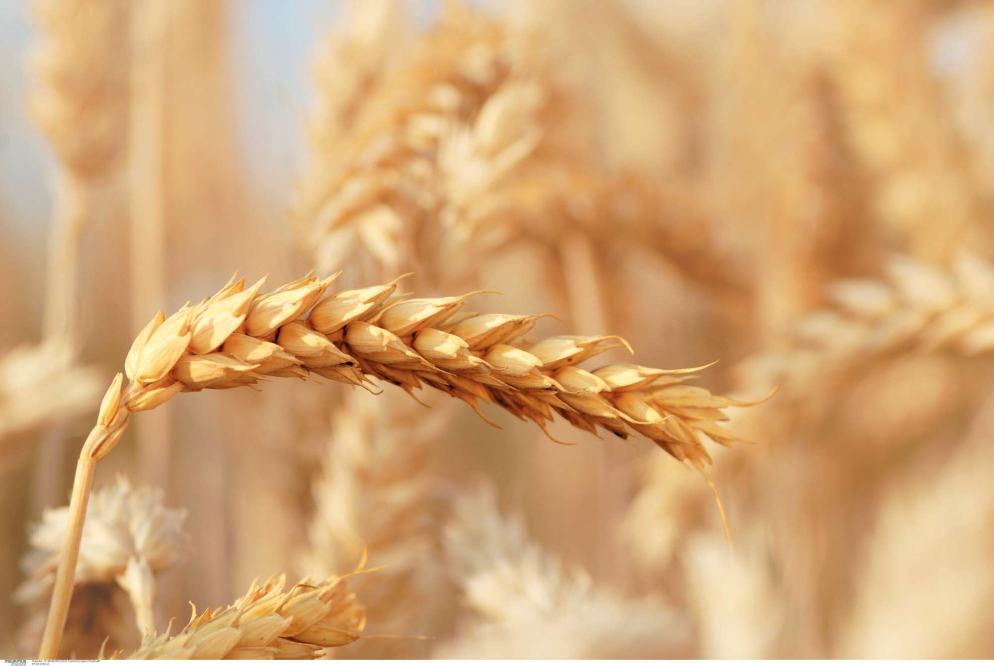 Albaugh Partners on Herbicide-Tolerant Wheat Production System -  AgriBusiness Global