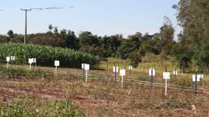 Late Application of Herbicide Can Reduce Soybean Yields-Study