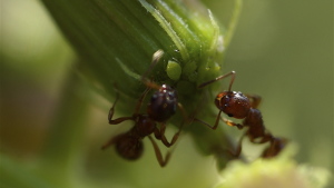 Researchers Find Fungicidal Value in Fire Ant Venom