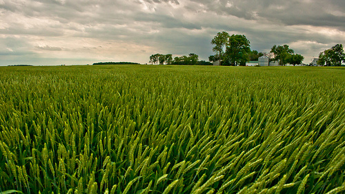 China Invests in Ukrainian Farmland