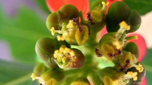 Bifenthrin, Imidacloprid Neonicotinoid Approved by New Zealand’s EPA