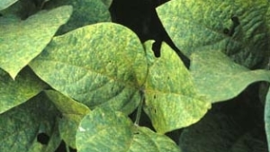 BASF’s Xemium Receives Brazil Registration