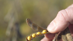 Dow Wins Second Bayer Enlist Soybean Lawsuit